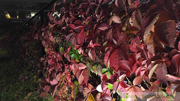 業界良心 LG V10 評測:剛毅、冷峻，不失人性化