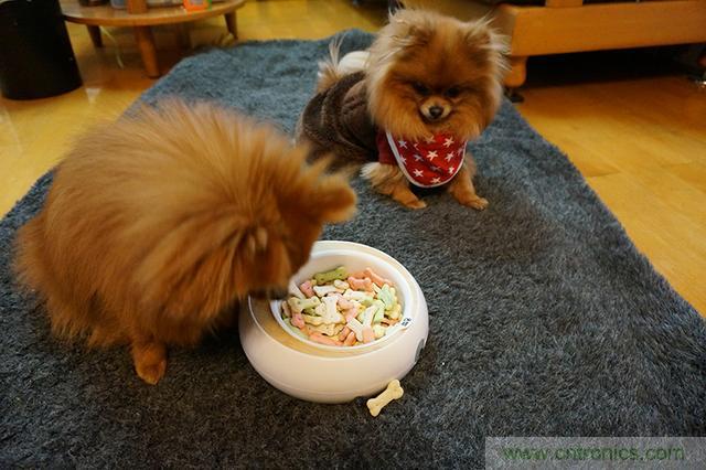 科學喂養從狗娃做起&mdash;&mdash;逗愛乖乖碗測試